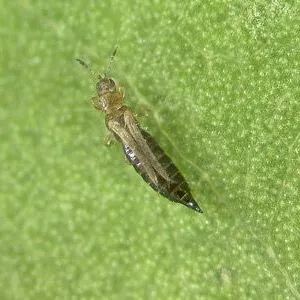 thumbnail for publication: Tobacco Thrips Frankliniella fusca (Hinds) (Insecta: Thysanoptera: Thripidae)